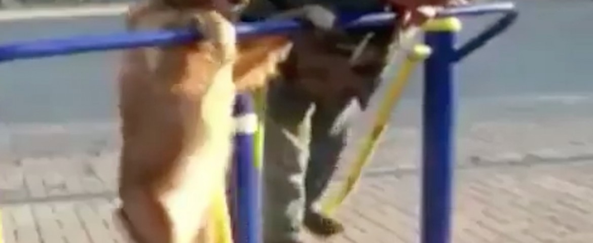 Perro domina máquina de ejercicios